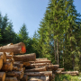 Elfogadta a parlament az erdészek elleni bűncselekmények büntetését súlyosbító törvénytervezetet