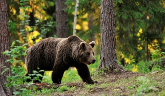 Egy baltával tudta megfékezni a rátámadó medvét egy férfi Székelyföldön