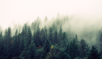 Támogatjuk a mezőgazdasági területek erdősítését 