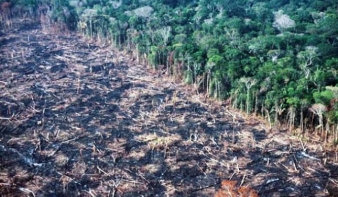 Egyetlen év alatt két Portugáliányi erdőt pusztítottunk ki
