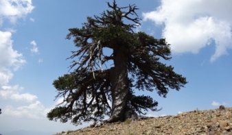 1075 éves fenyő Európa legöregebb fája