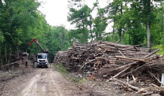 Módosult az erdészeti törvény: a falopás minden esetben bűncselekmény 