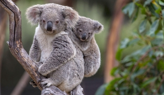 A kihalás szélére kerültek a koalák 