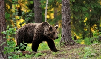 Csak Maros megyében több mint száz alkalommal okoztak kárt a medvék idén
