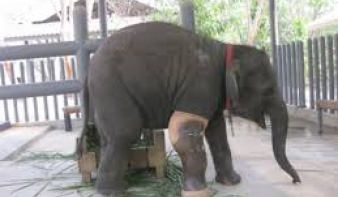 Művégtagot kapott a háromlábú elefánt - videó