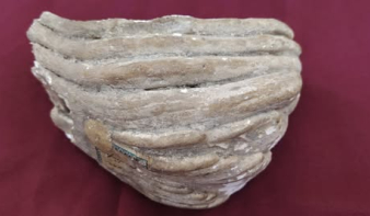 Egy mamutőrlőfog-töredék a hónap kiállított tárgya