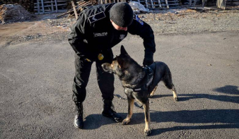 Rendőrkutya buktatott le egy álrablást bejelentő asszonyt Máramarosban