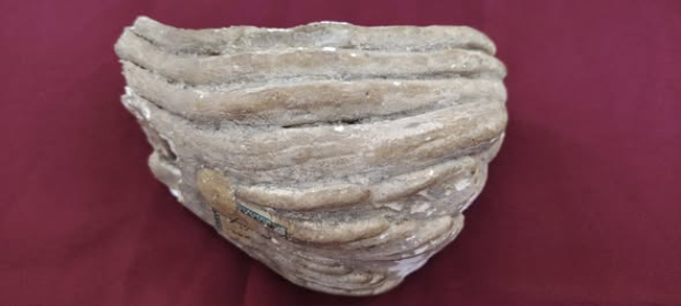 Egy mamutőrlőfog-töredék a hónap kiállított tárgya